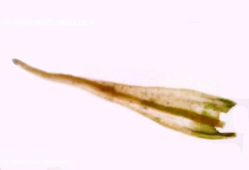 Didymodon acutus